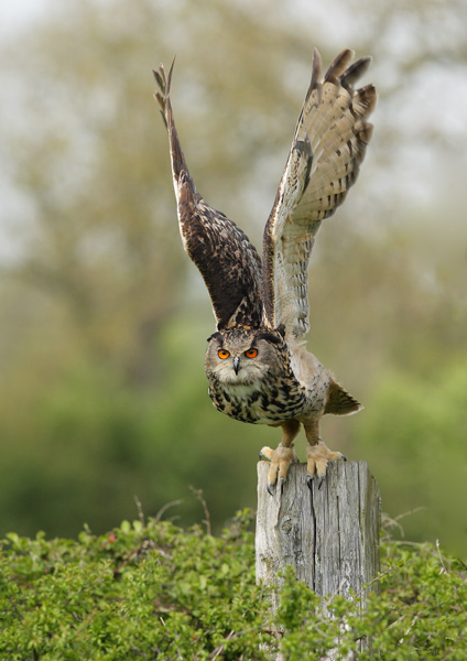 Eagle Owl - Birds  -  Captive