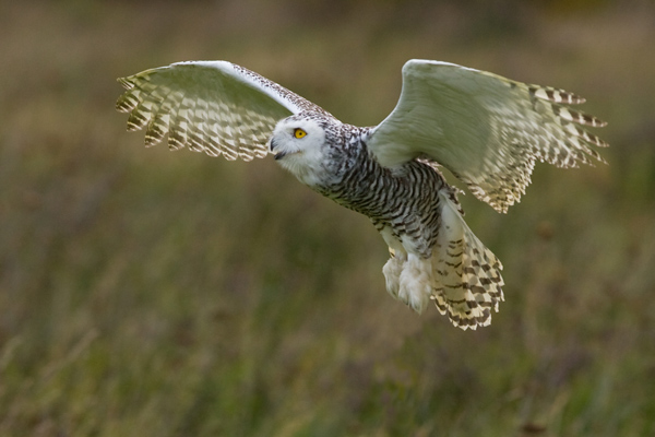 Snowy Owl - Birds  -  Captive