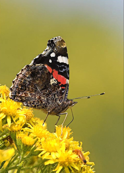 Red Admiral - Close up