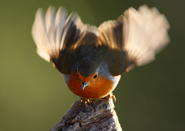 Robin - Birds - Wild