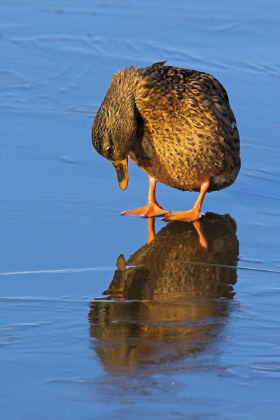 'Hello' - Birds - Wild