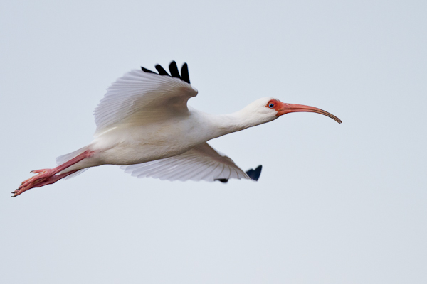White Ibis - Florida 2011