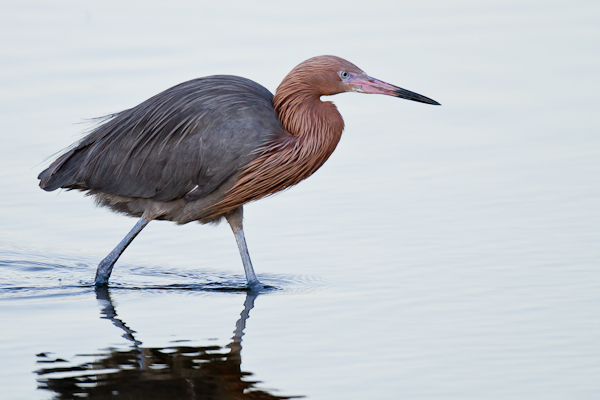 Reddish Egret - Florida 2011