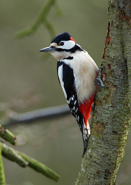 Great Spotted Woodpecker - Birds - Wild