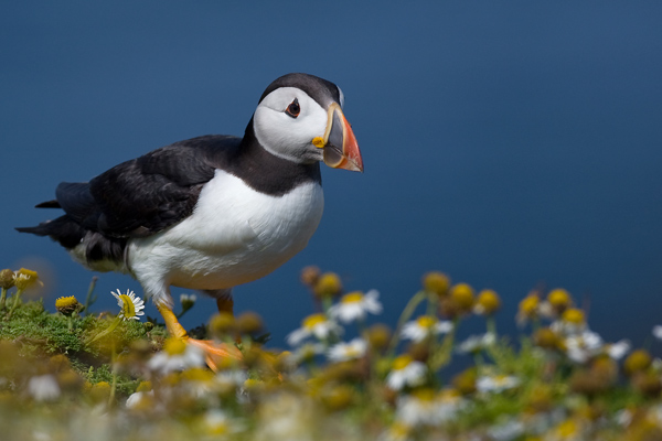 Puffin - Birds - Wild