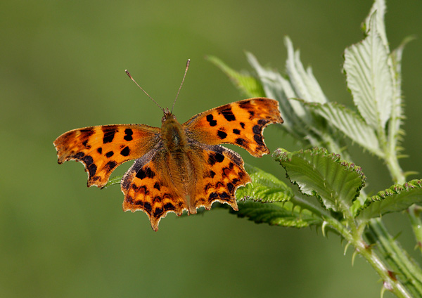 Comma - Close up
