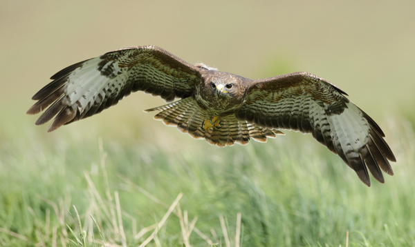 Common Buzzard - Birds  -  Captive