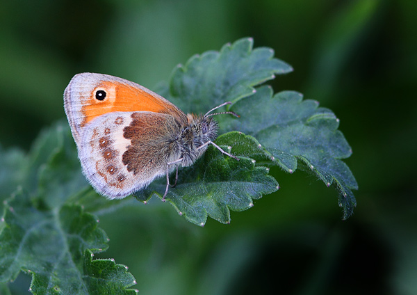 Small Heath - Close up