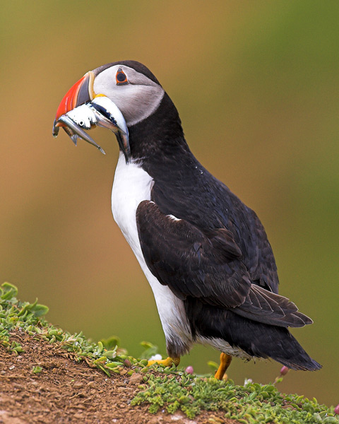 A  Right  Beak  Full - Birds - Wild