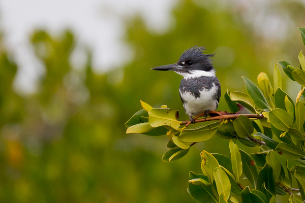 Belted Kingfisher - Florida 2011