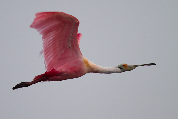 Roseate Spoonbill - Florida 2011
