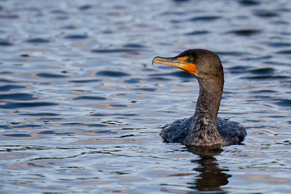 Cormorant - Florida 2011