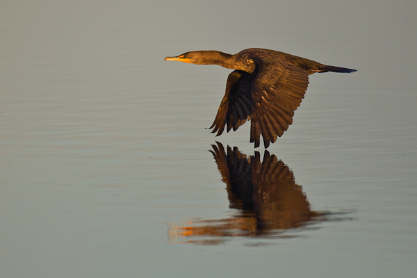 Cormorant - Birds - Wild