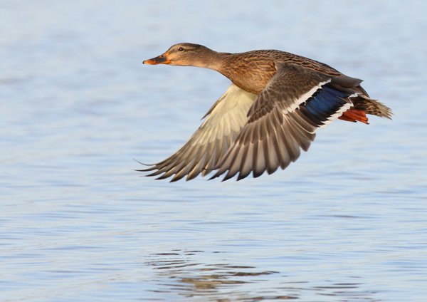 Mallard - Birds - Wild