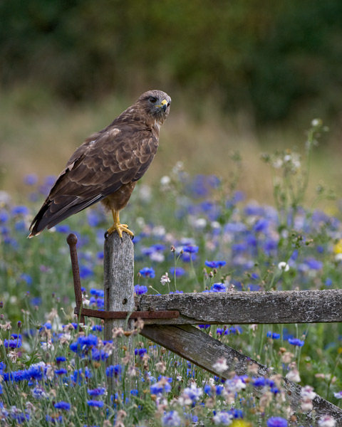 Common Buzzard - Birds  -  Captive