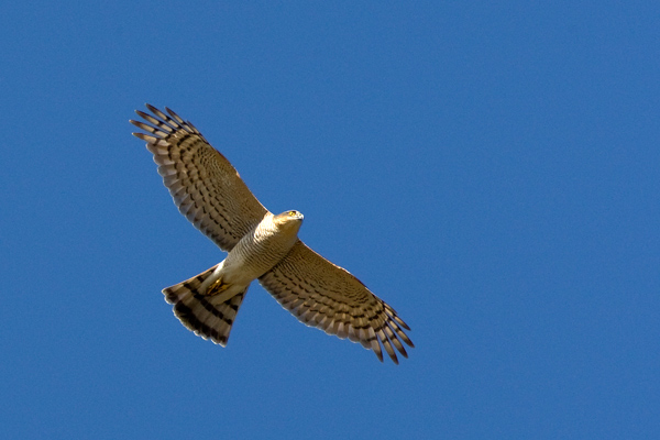 Sparrowhawk - Birds - Wild