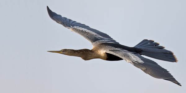 Anhinga - Florida 2011