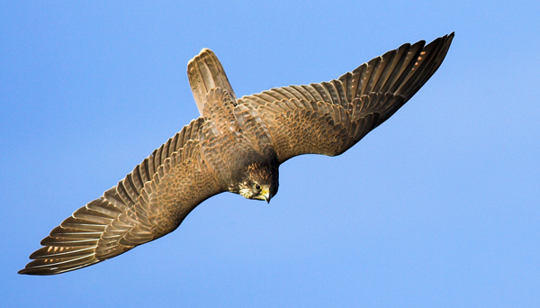 Lanner Falcon - Birds  -  Captive