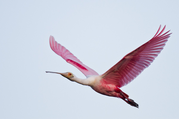 Roseate Spoonbill - Florida 2011