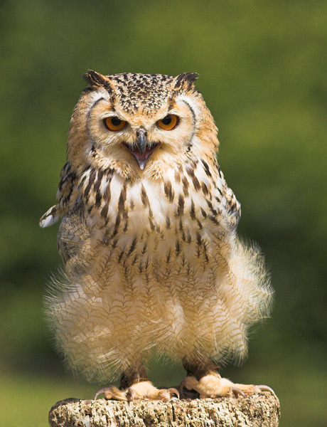 Eagle Owl - Birds  -  Captive