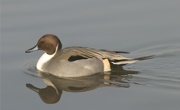 Northern Pintail - Birds - Wild