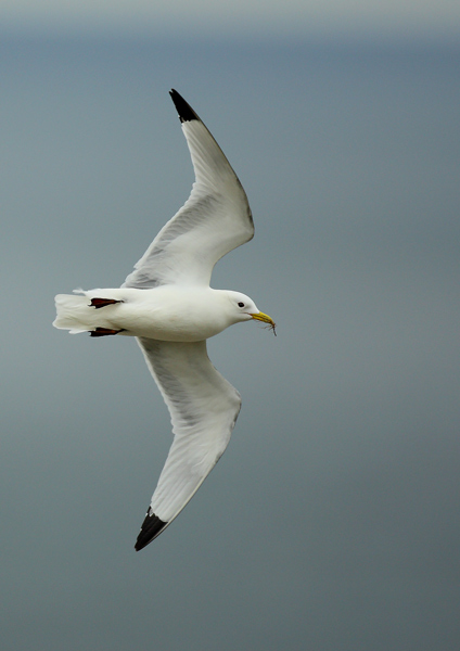 Kittiwake - Birds - Wild
