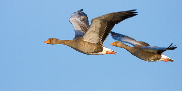 Two Greylags in Flight - Birds - Wild