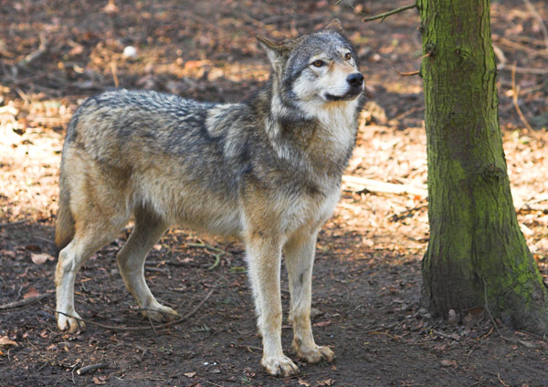 Canadian Timber Wolf - Nature & Animals