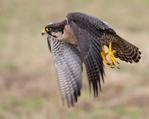 Peregrine Falcon - Birds  -  Captive