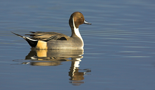 Northern Pintail - Birds - Wild