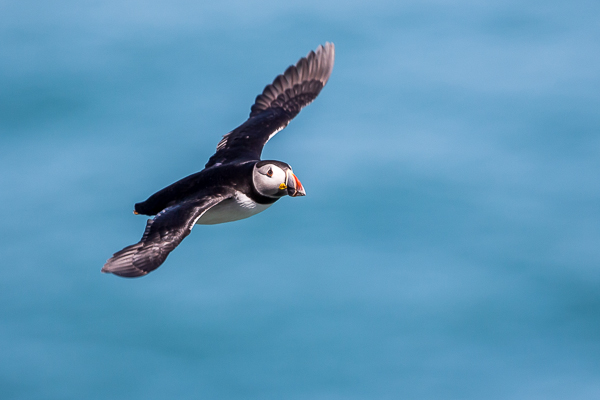 Puffin - Birds - Wild