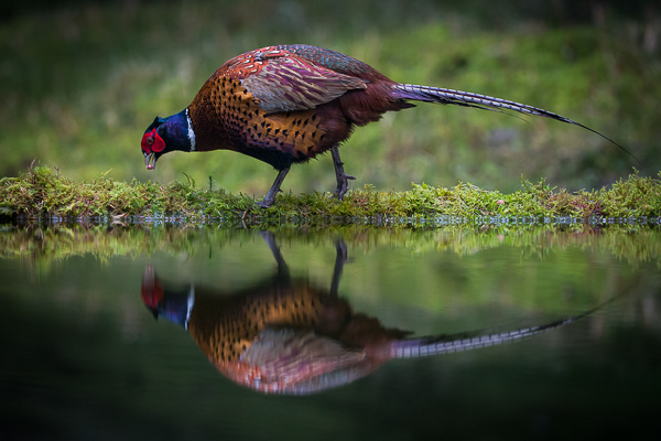 Pheasant Reflection - Birds - Wild