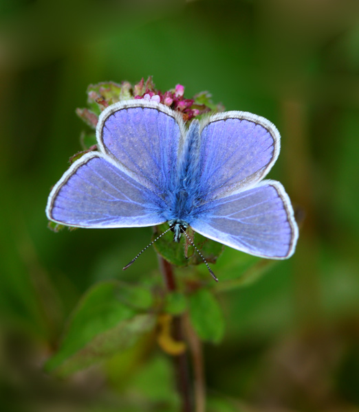 Adonis Blue - Close up