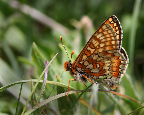 Marsh Fritillary - Close up
