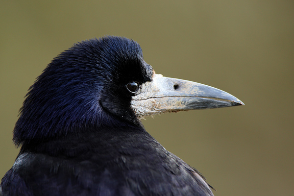 Rook - Birds - Wild