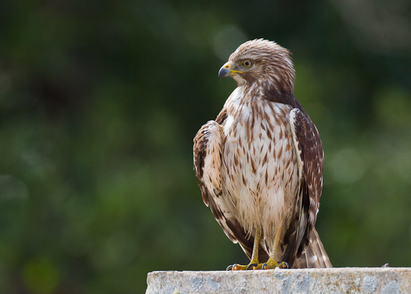 Red-shouldered Hawk - Florida 2011