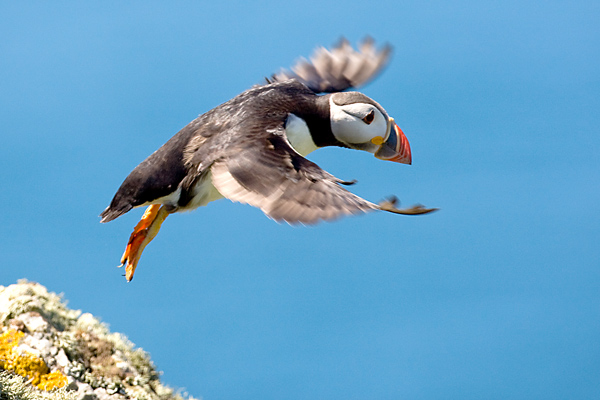 Puffin Flight - Birds - Wild
