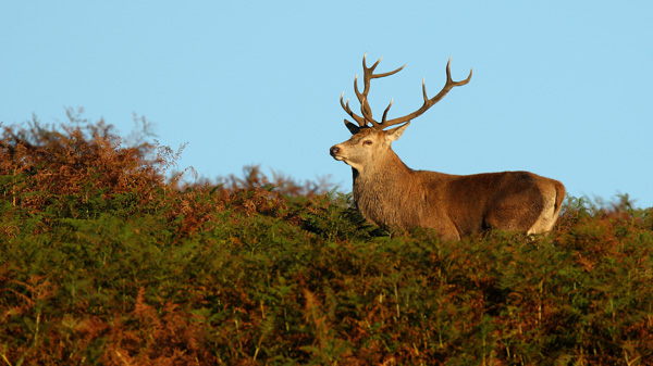 Red Deer - Nature & Animals