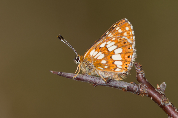 Duke of Burgundy - Close up