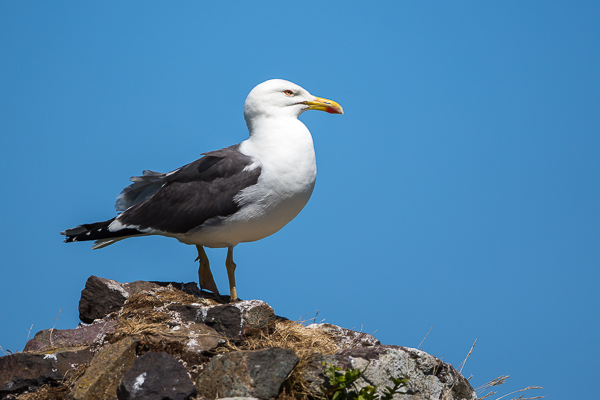 Herring Gull - Birds - Wild