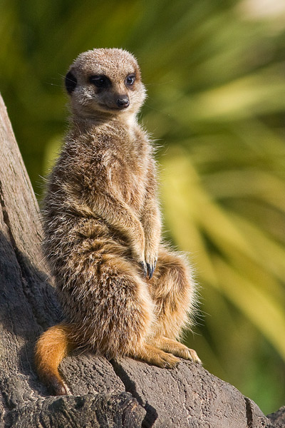 Meerkat - Nature & Animals