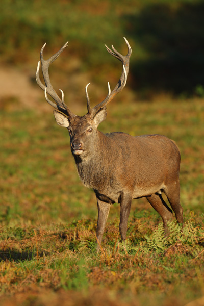 Red Deer - Nature & Animals