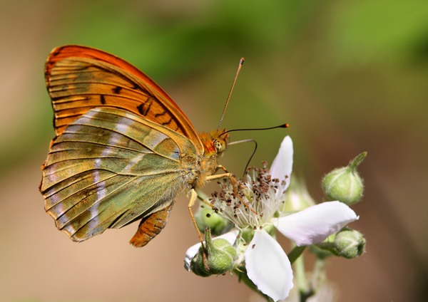 Silver-Washed Fritillary - Close up