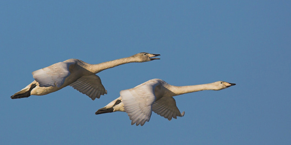 Bewick Swans - Birds - Wild