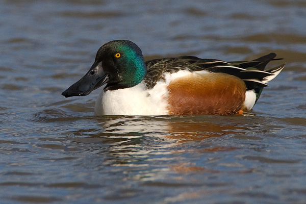 Male Common  Shoveler  Duck - Birds - Wild