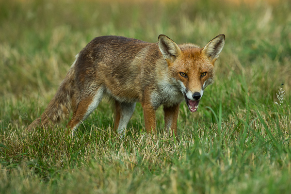 Fox - Nature & Animals