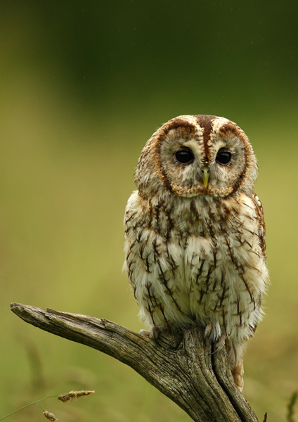 Tawny Owl - Birds  -  Captive
