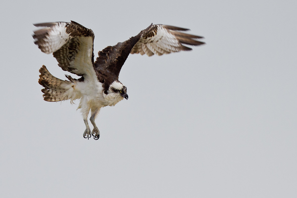 Osprey - Florida 2011
