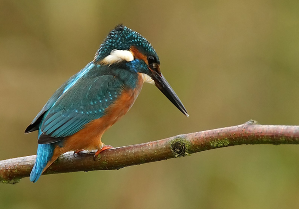Kingfisher - Birds - Wild