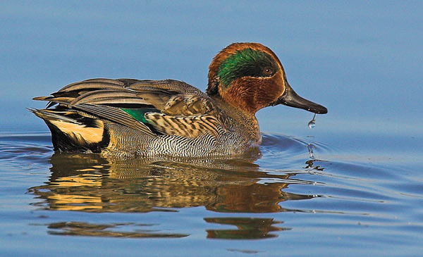 Green Winged Teal - Birds - Wild